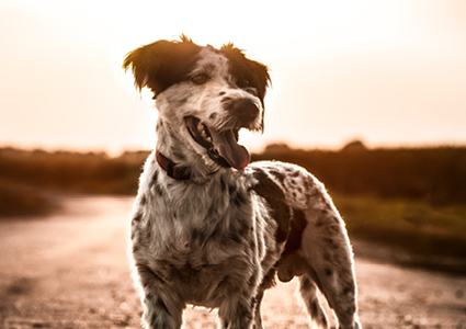 Dog2dog behavioral modifications training