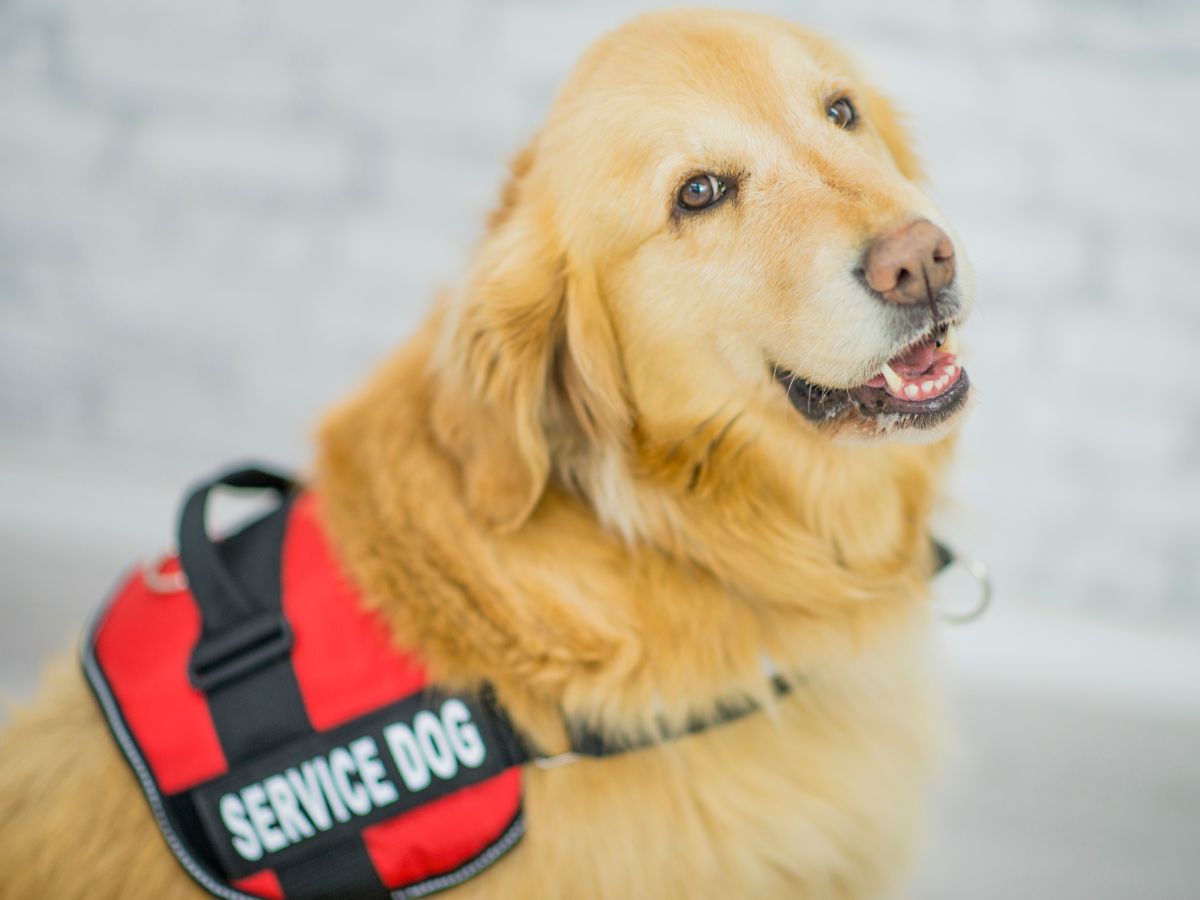Service dog in sit command during training
