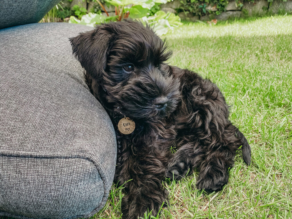 Dog resting on a cushion