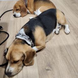 sleeping dogs inside Salt Lake City Studio - in-kennel training