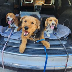 3 puppies obedient puppies going home after in-kennel training