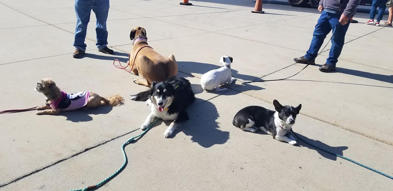group of obedient dogs lying down outdoor - confidence and social immersion group training