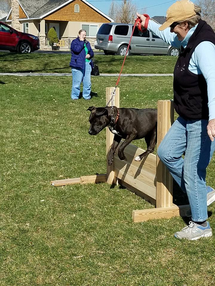 dog in confidence and immersion training