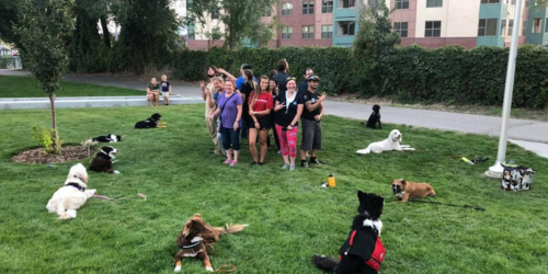 Group dog obedience class in Salt Lake City