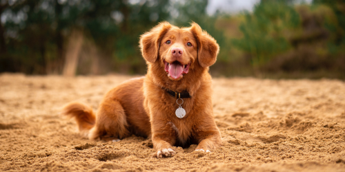 Beautiful dog during dog training class in Salt Lake City, Utah